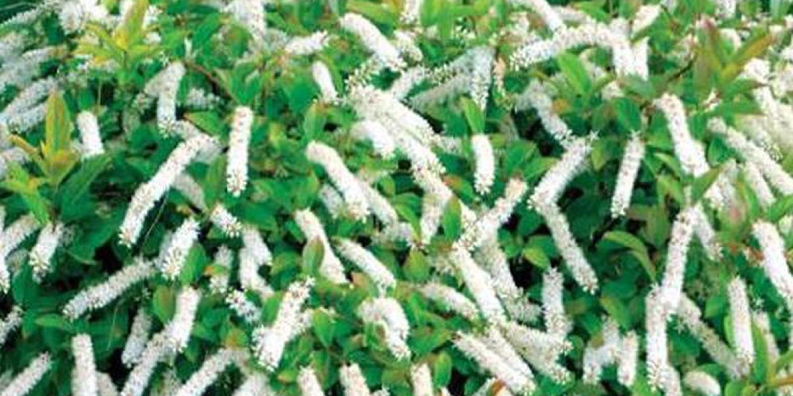 Plante : ITVILIHE