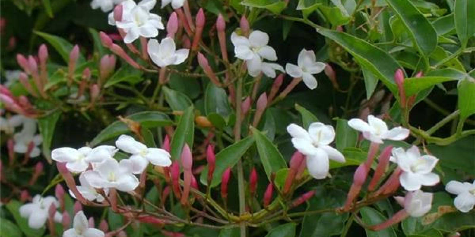 Plante : JAS