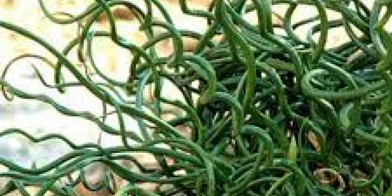 Plante : JUEFSP