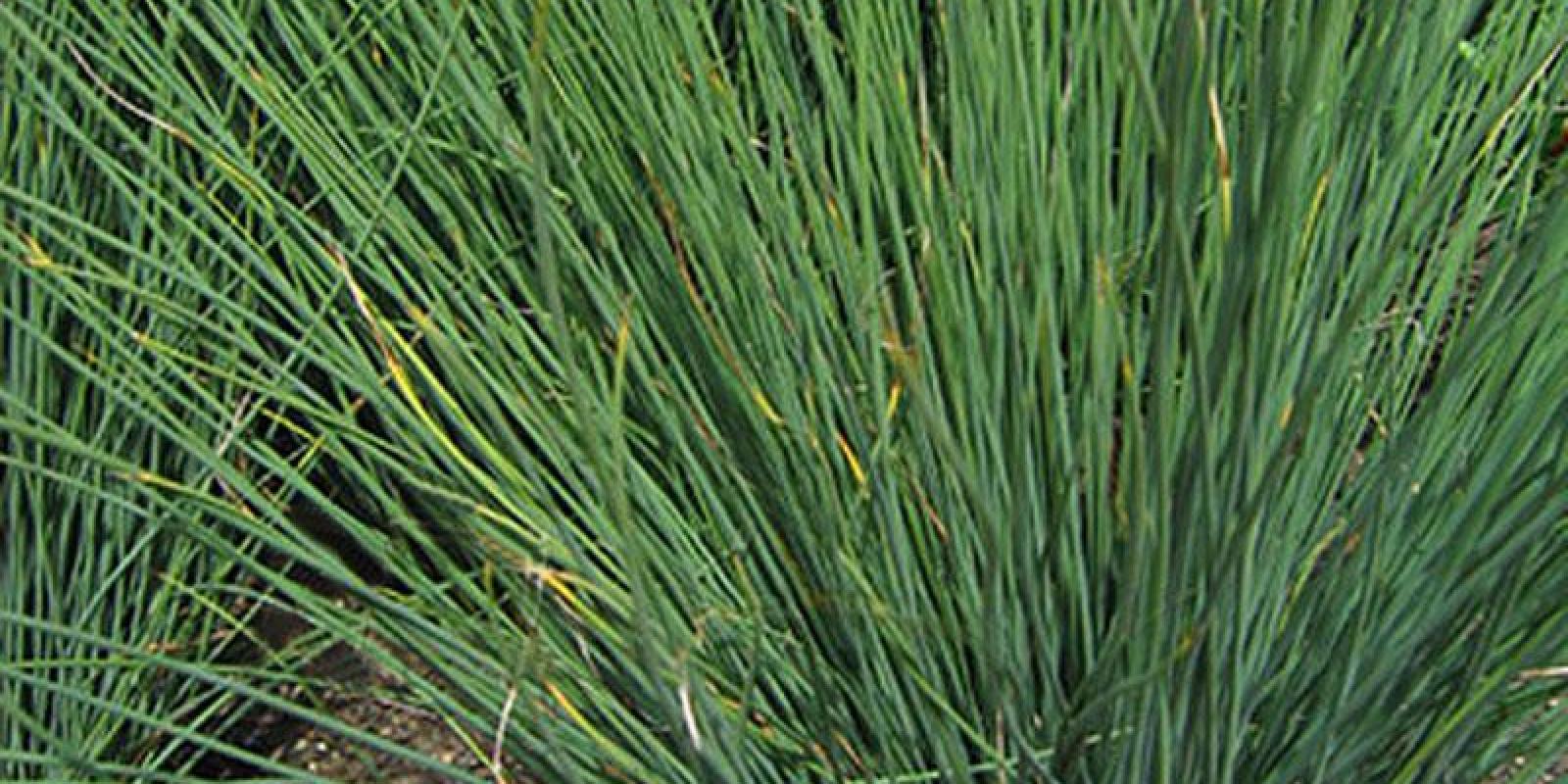 Plante : JUIN