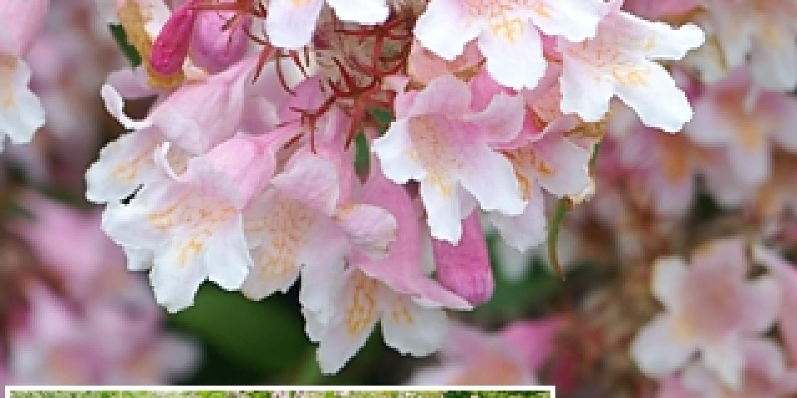Plante : KOAM