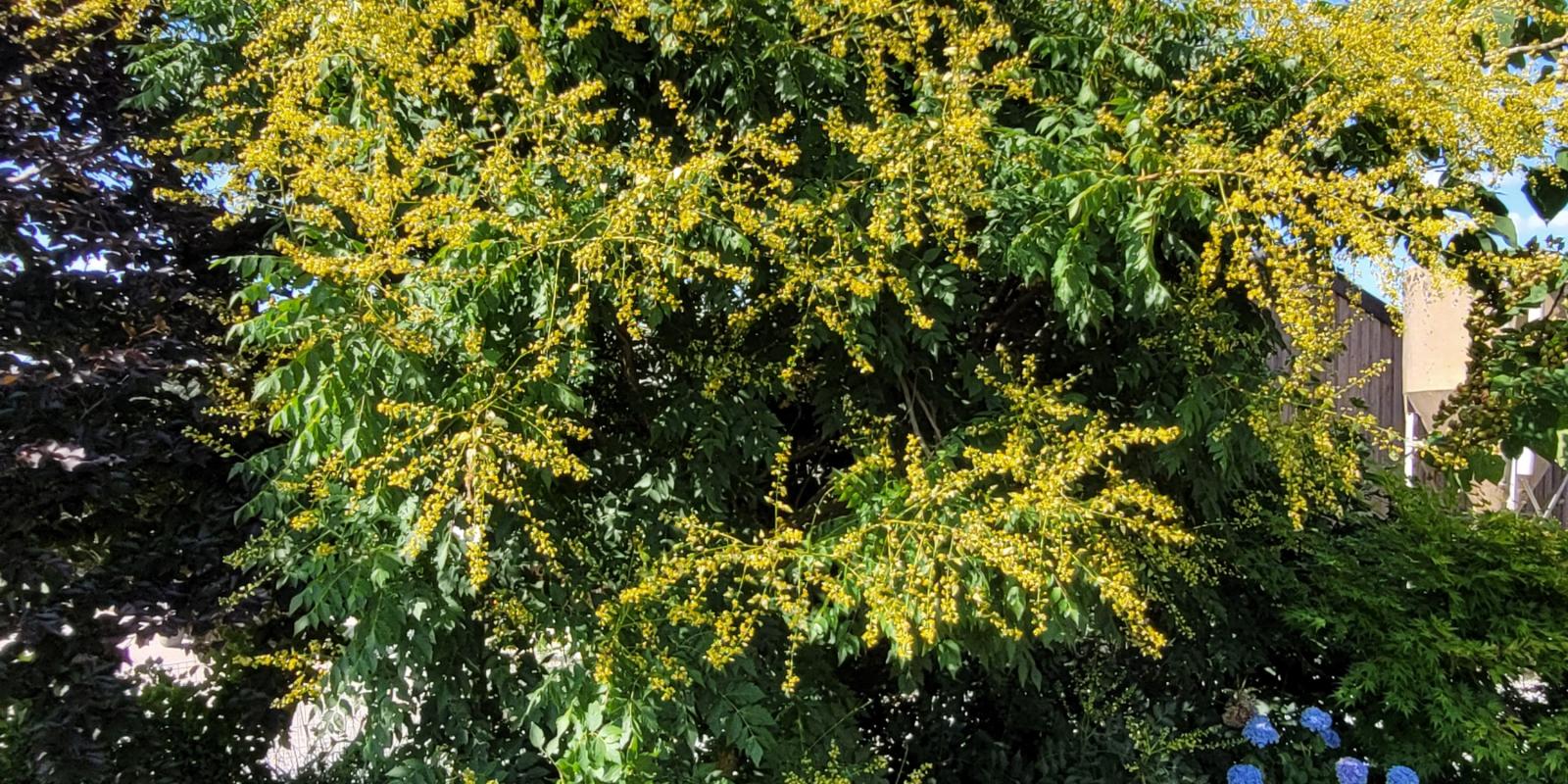 Plante : KOPA