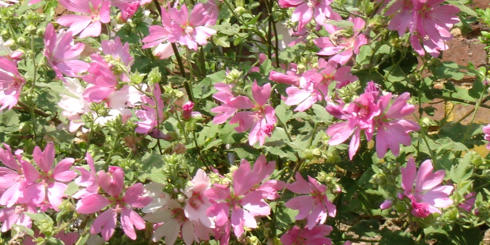 Plante : LA