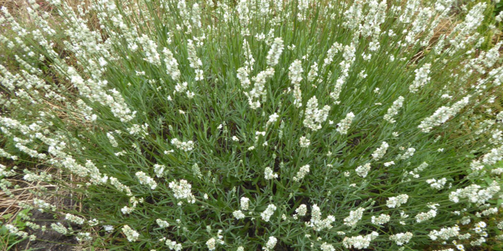 Plante : LAANAL