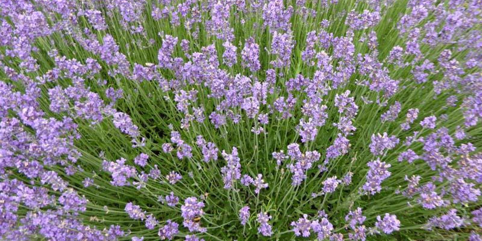 Plante : LAANMU