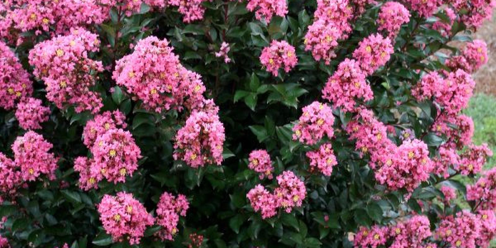 Plante : LABEDA