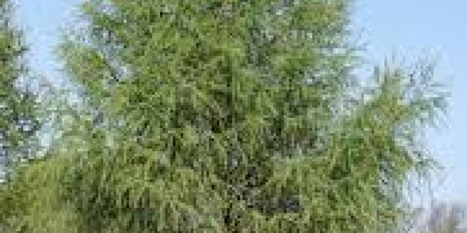 Plante : LADE