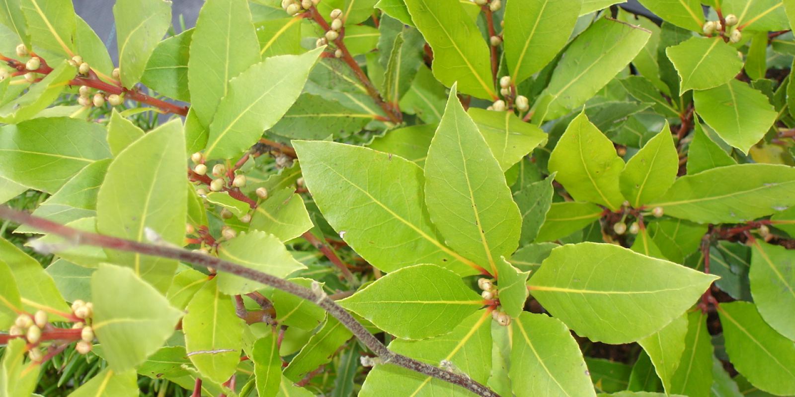 Plante : LANO