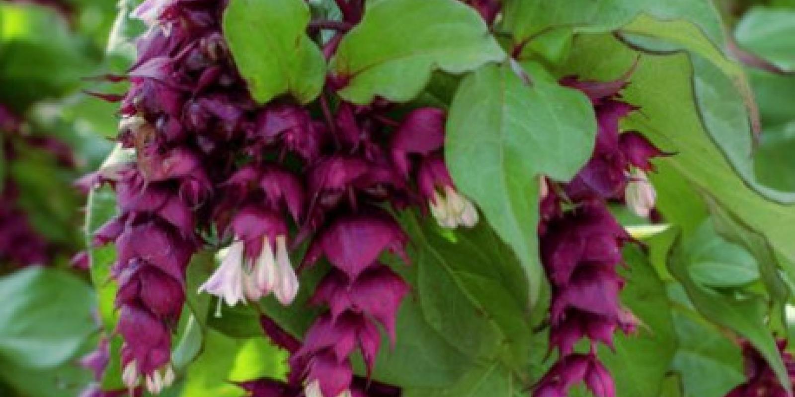 Plante : LEFOPURA