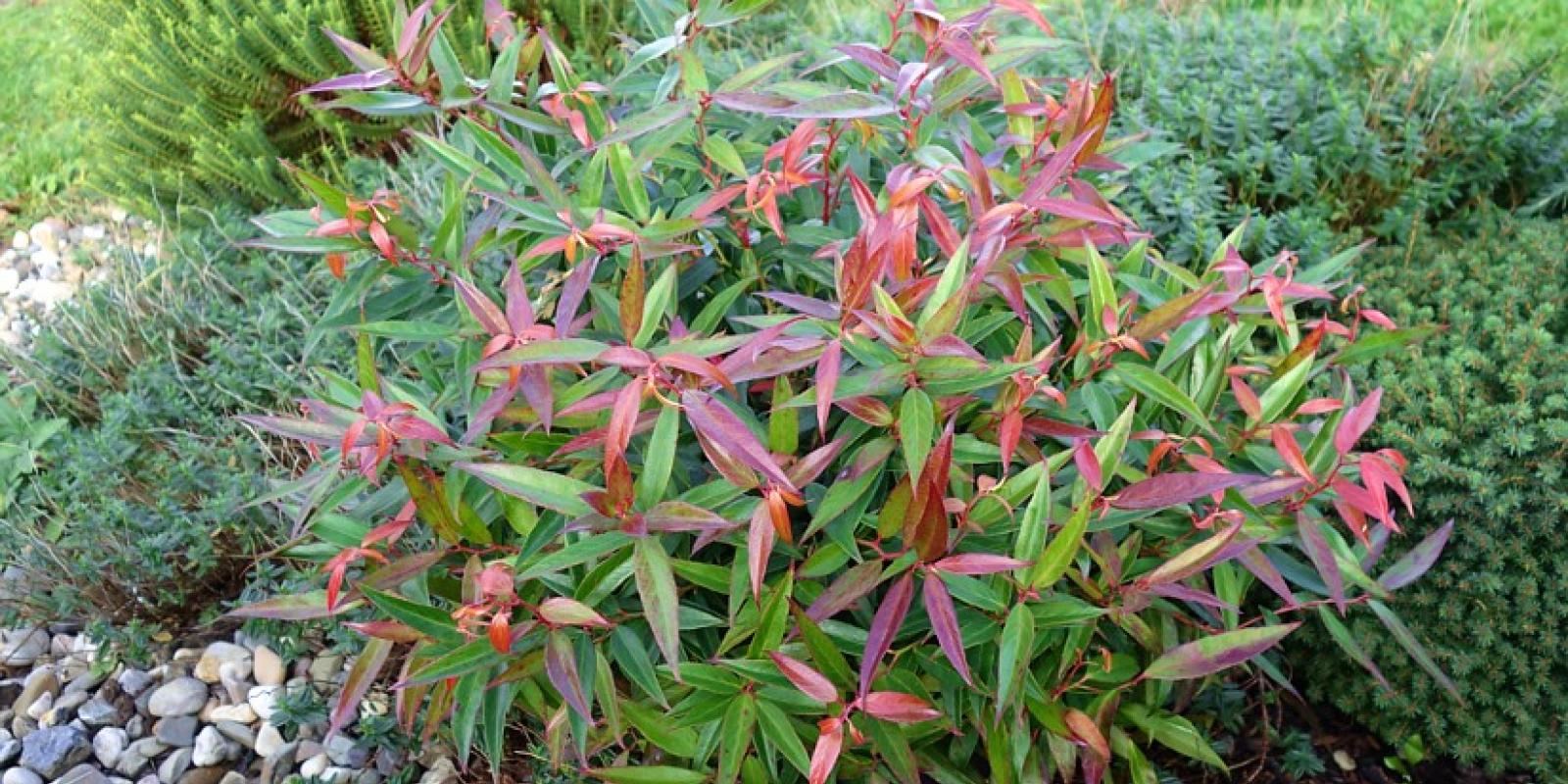 Plante : LEKEBULO