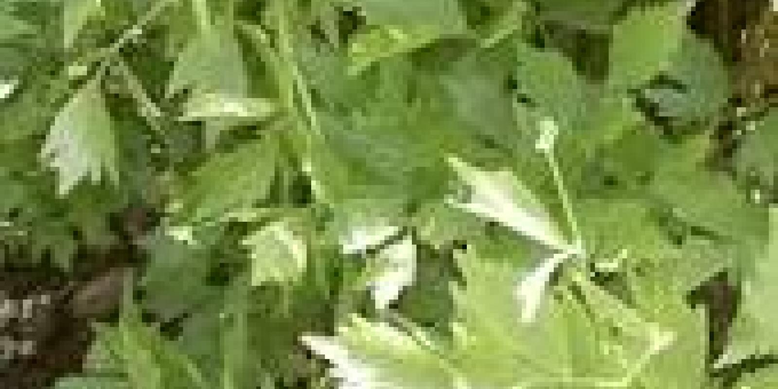 Plante : LEOF