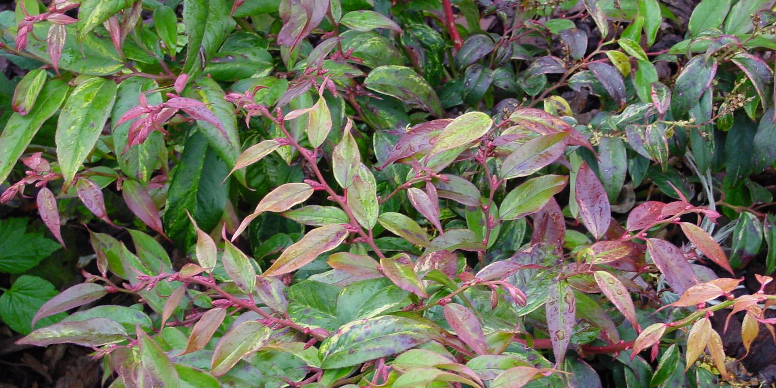 Plante : LERA