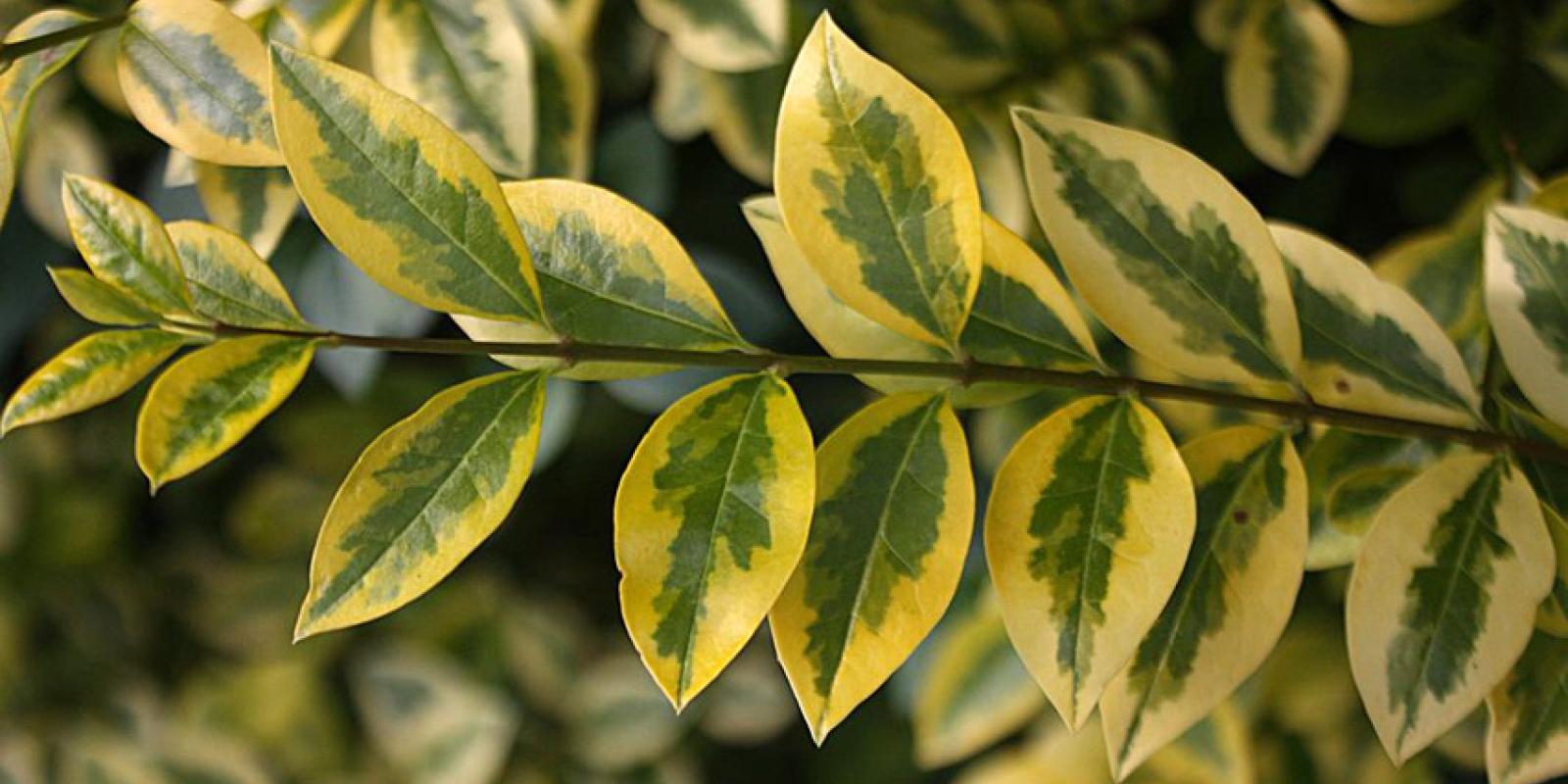 Plante : LIOVAUPF