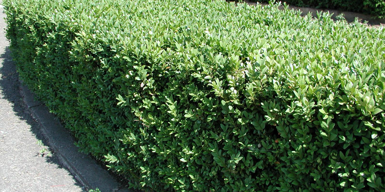 Plante : LIOVPF