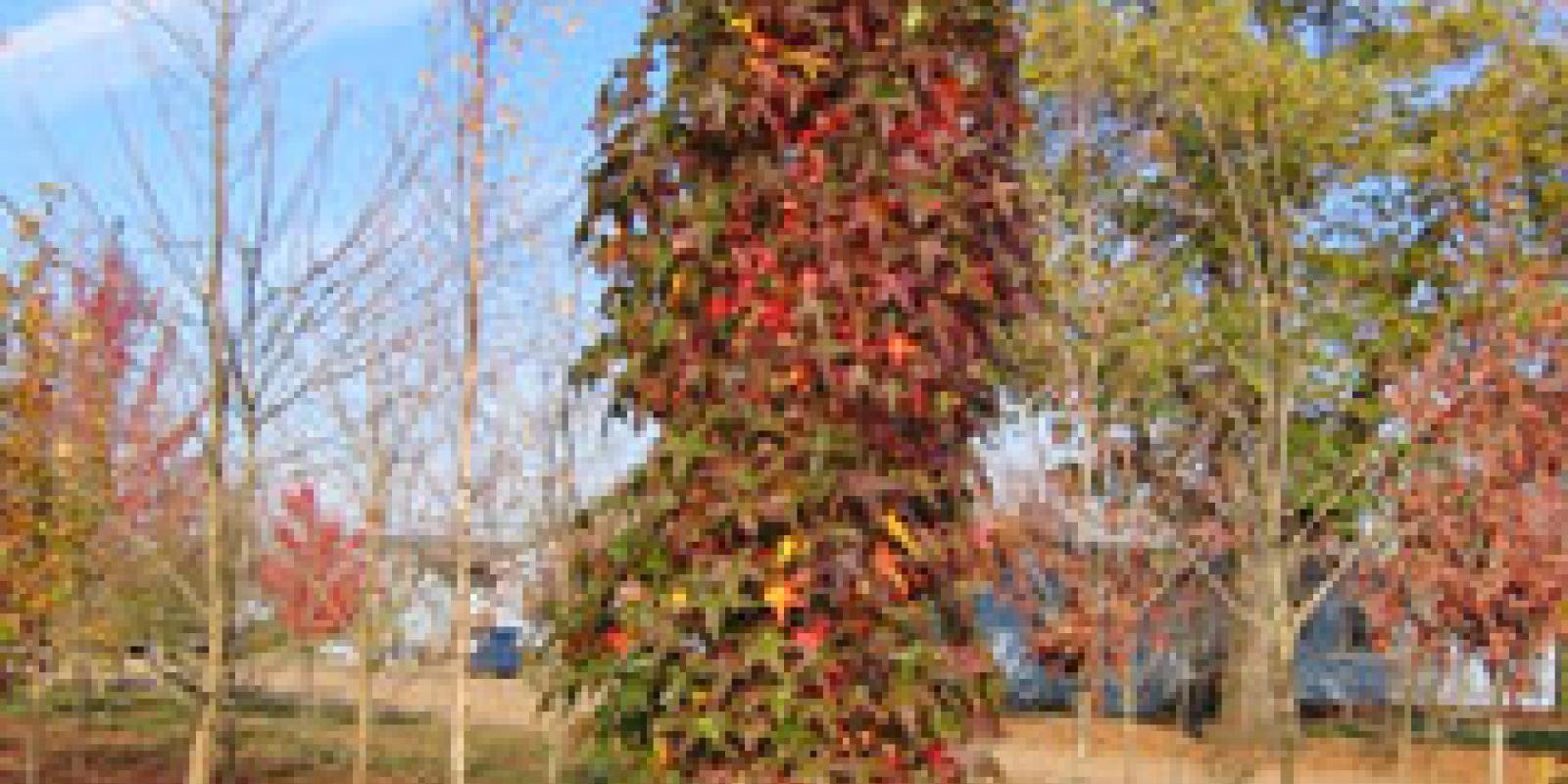Plante : LISLSI
