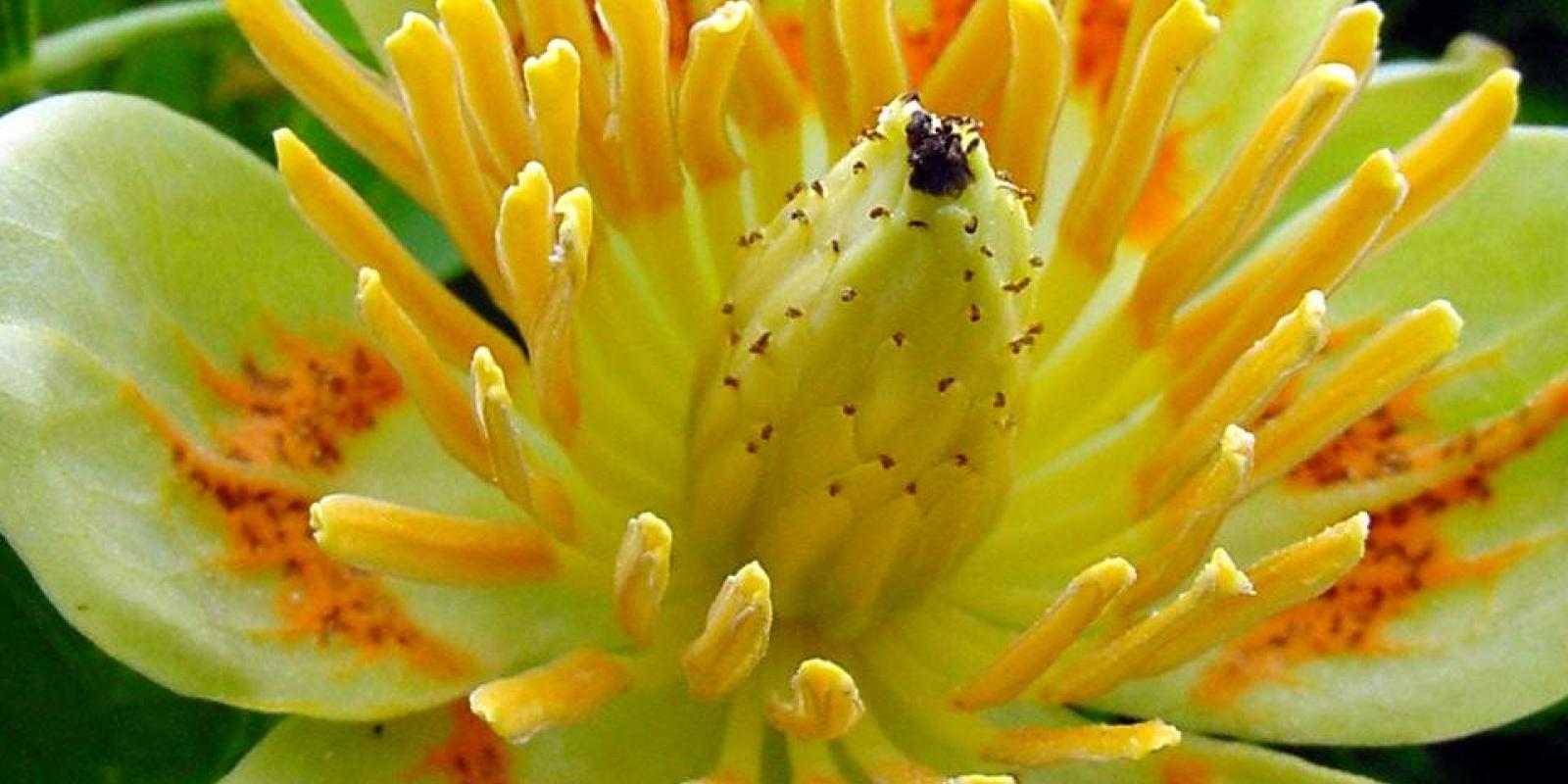 Plante : LITU
