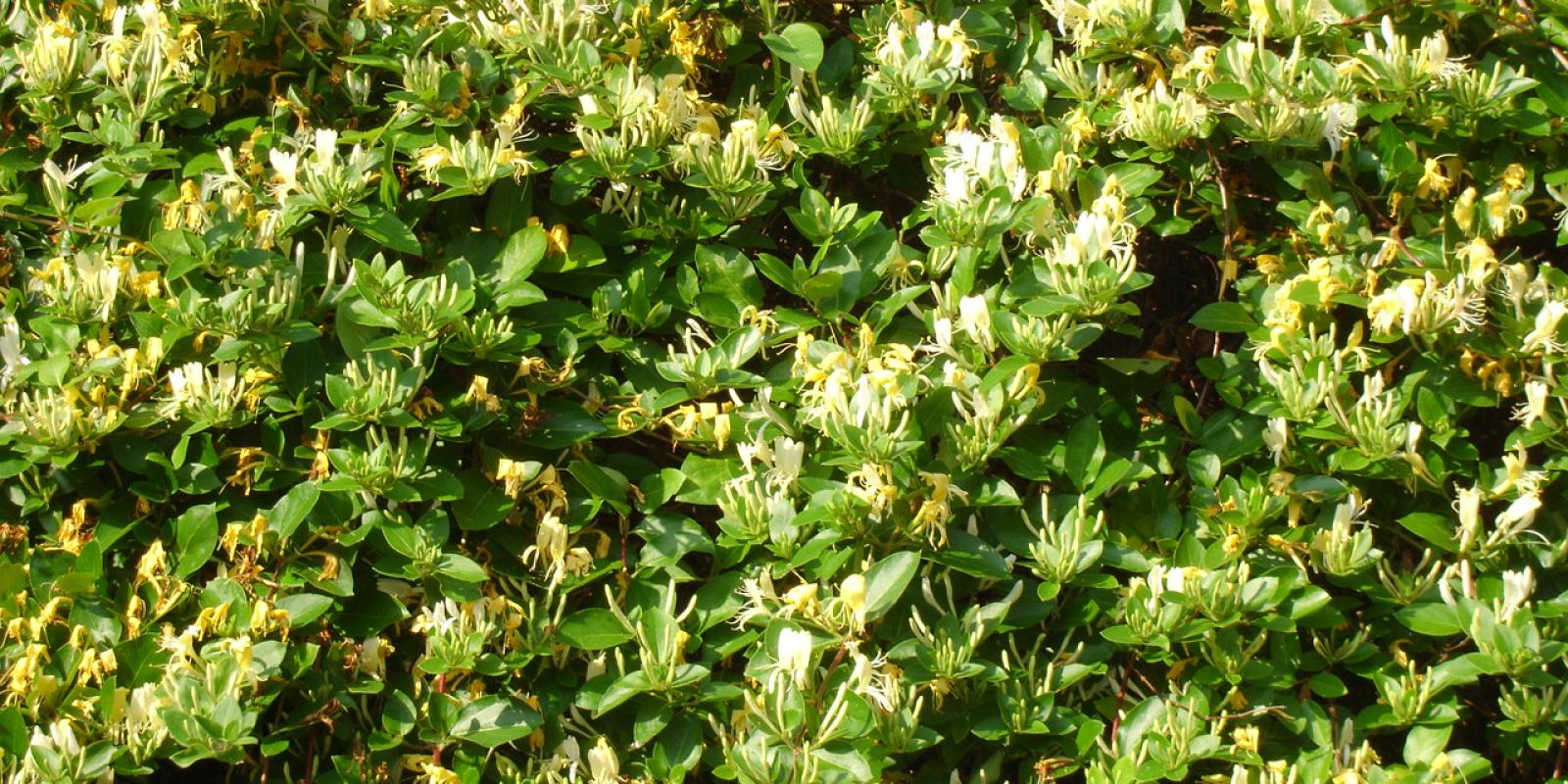 Plante : LOHAPR