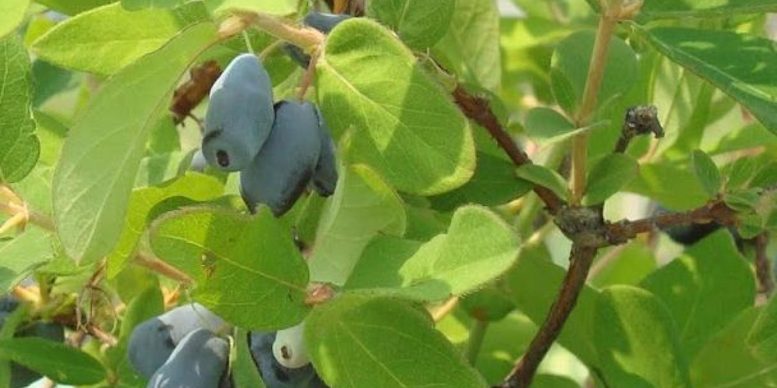 Plante : LOKASW