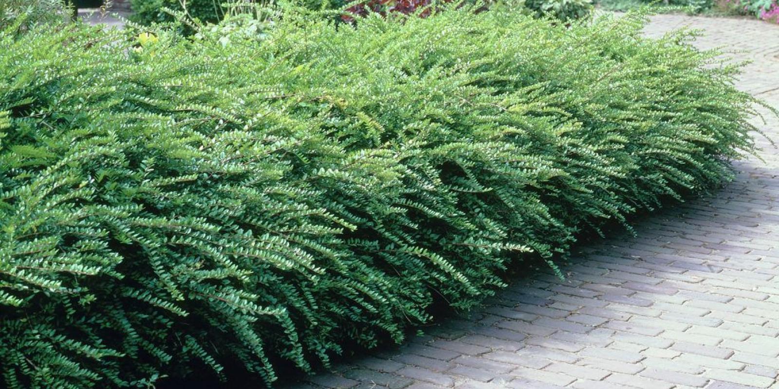 Plante : LONIMA
