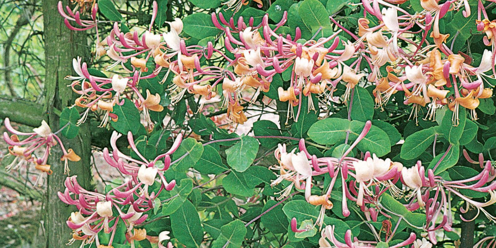 Plante : LOPEBESE