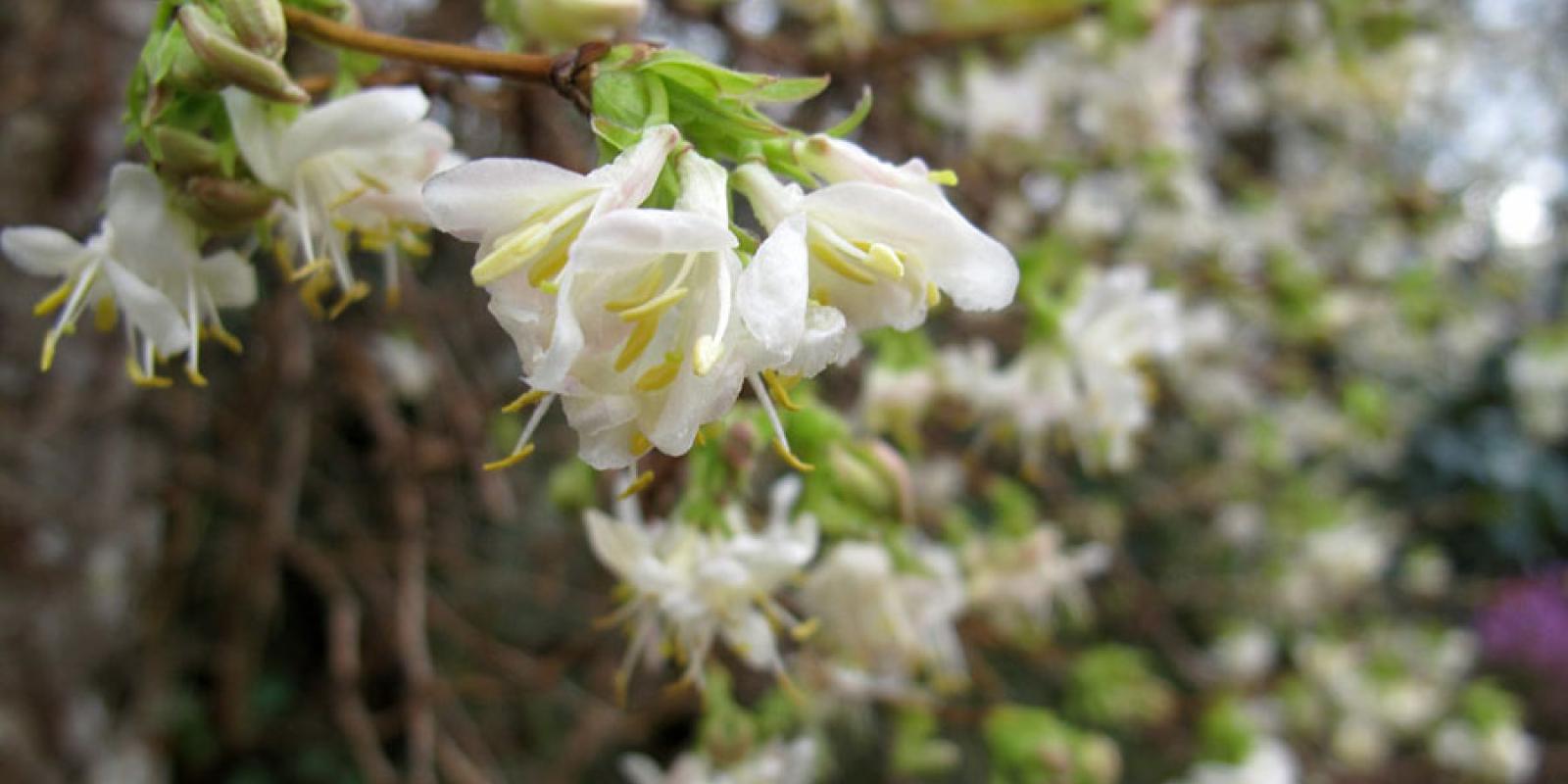 Plante : LOPUWIBE