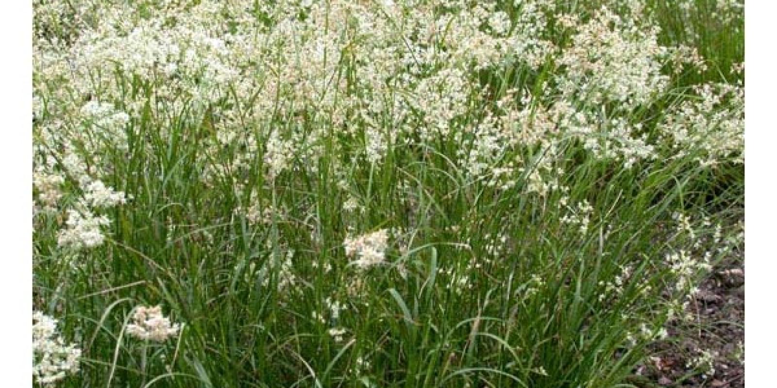 Plante : LUNI