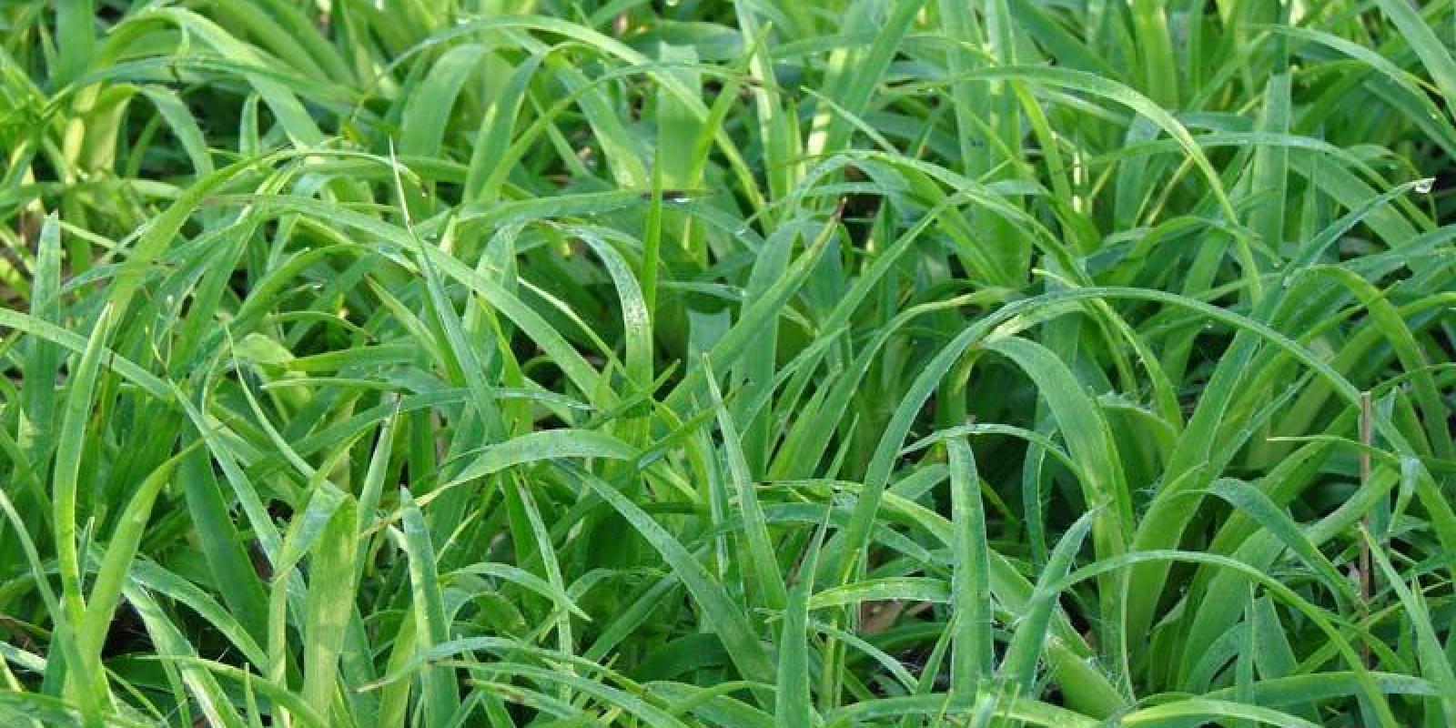 Plante : LUSYON