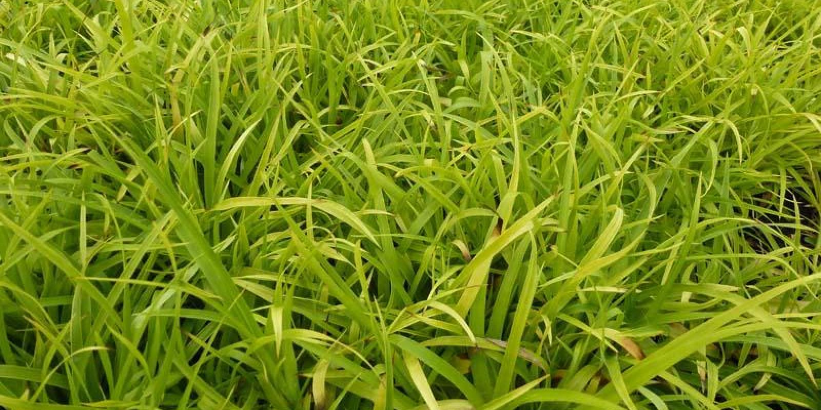 Plante : LUSYSOFL