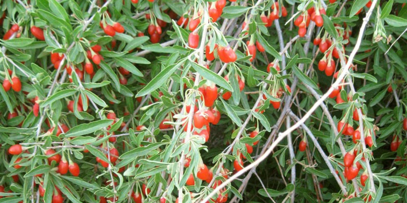 Plante : LYBABILI