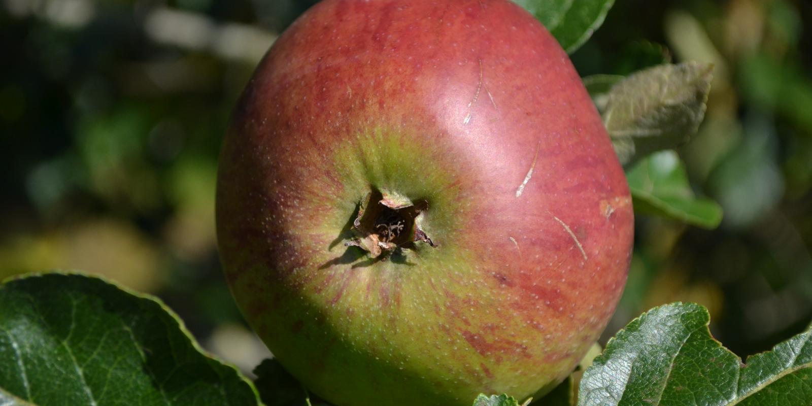 Plante : MABEFLLAMO