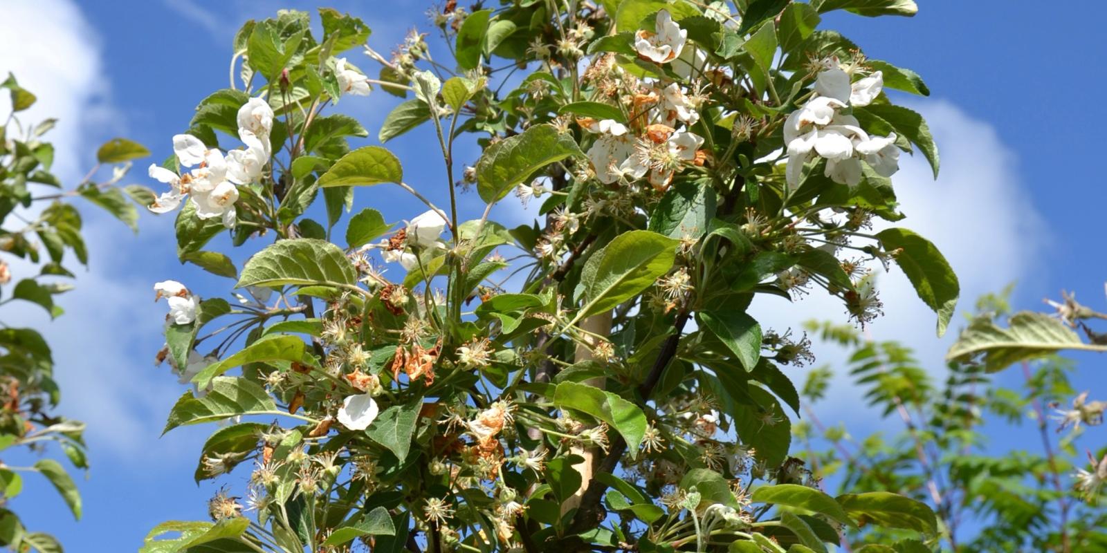 Plante : MAEV