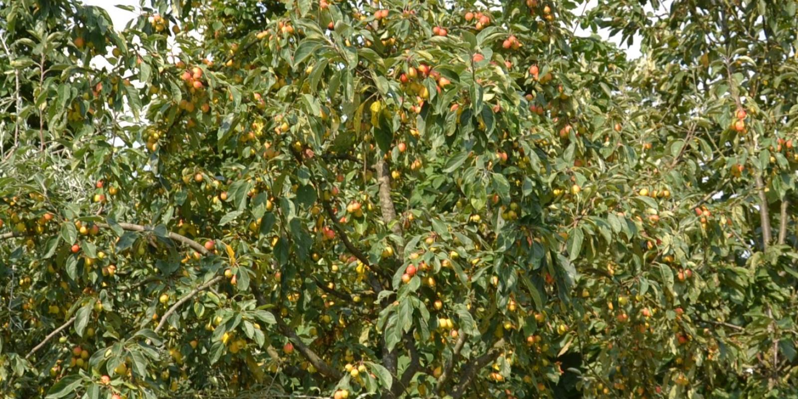 Plante : MAGOHO
