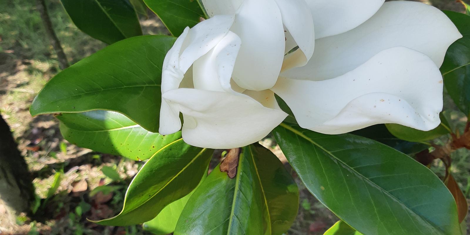Plante : MAGR