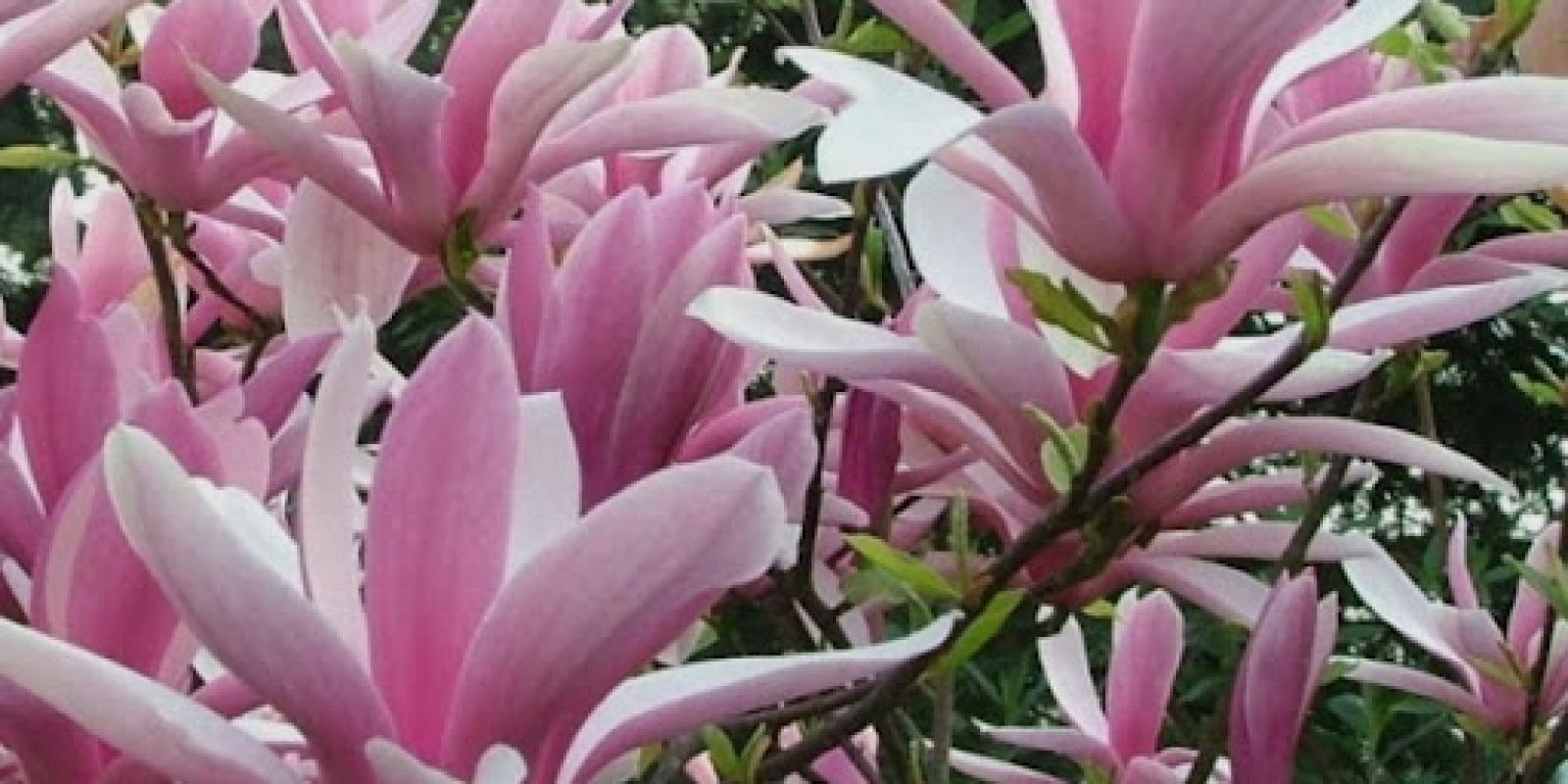 Plante : MALINI