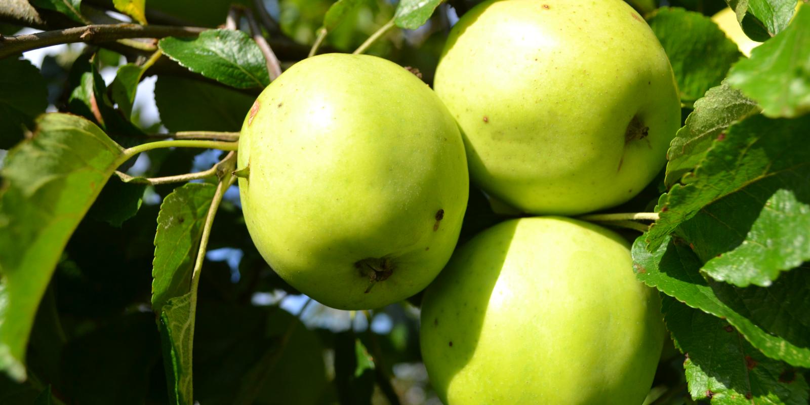 Plante : MAPRVA