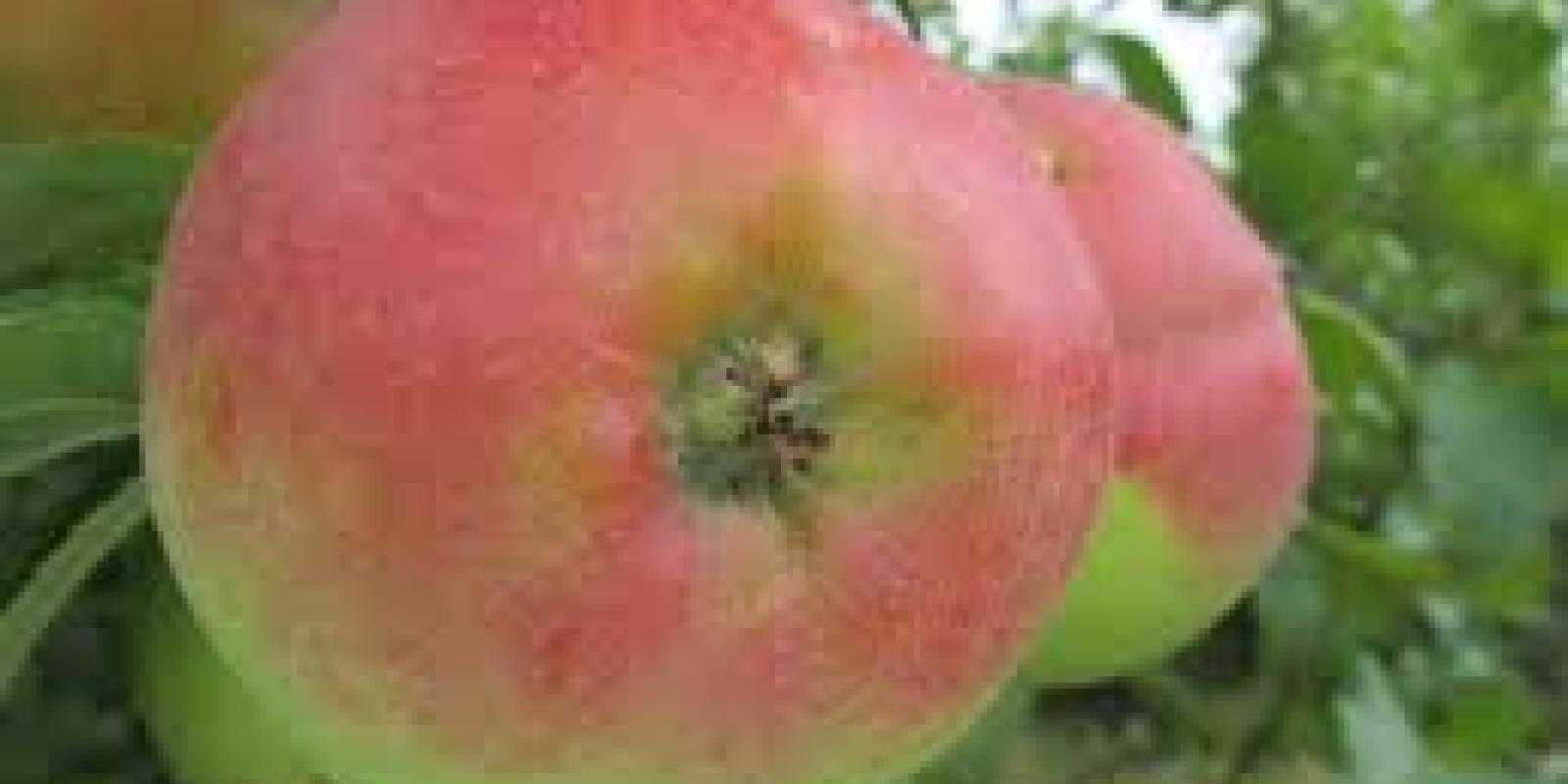 Plante : MAQUDO