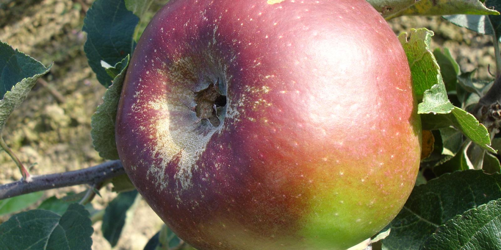 Plante : MAQUSI