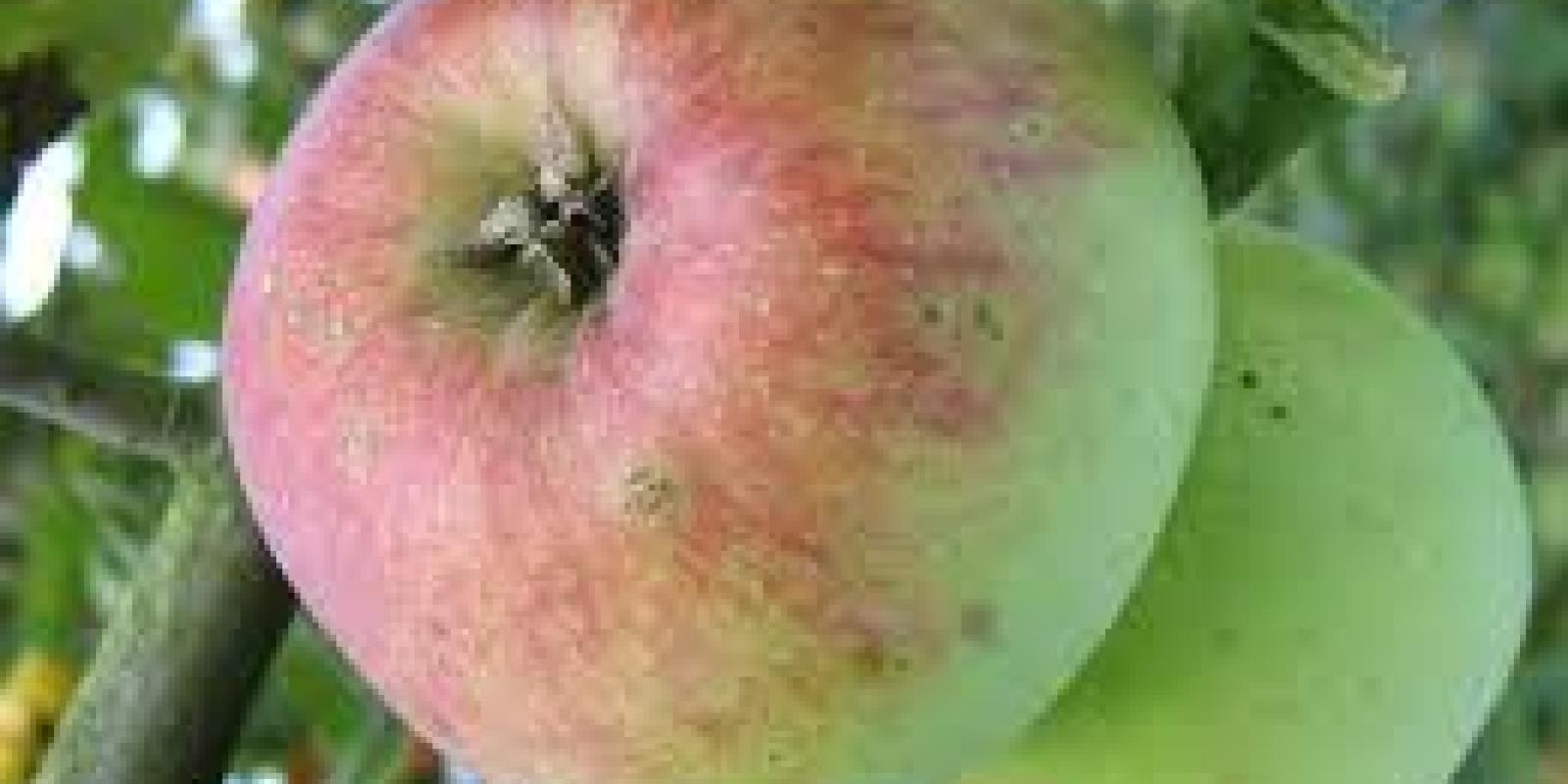 Plante : MARAHI