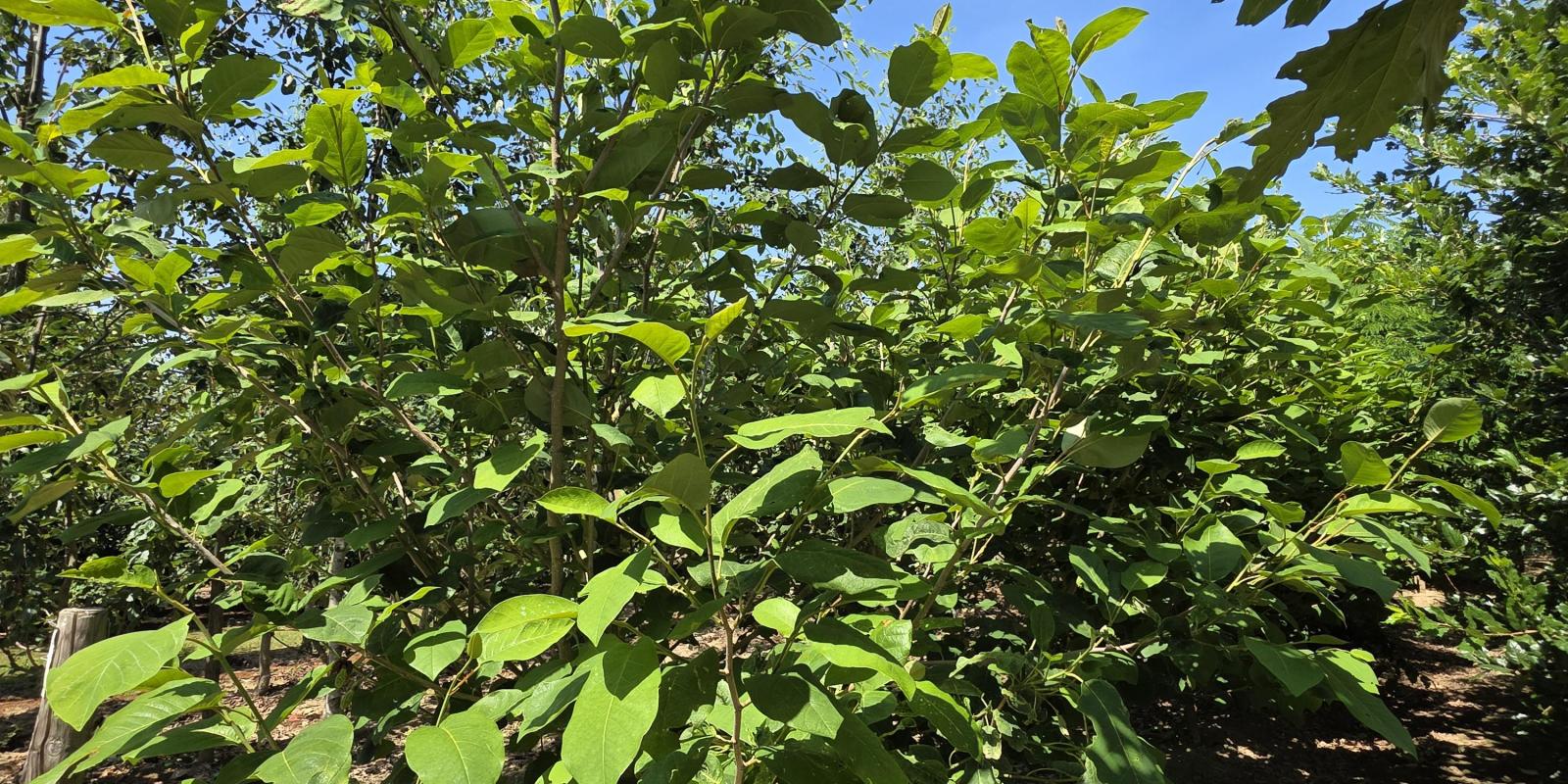 Plante : MASI