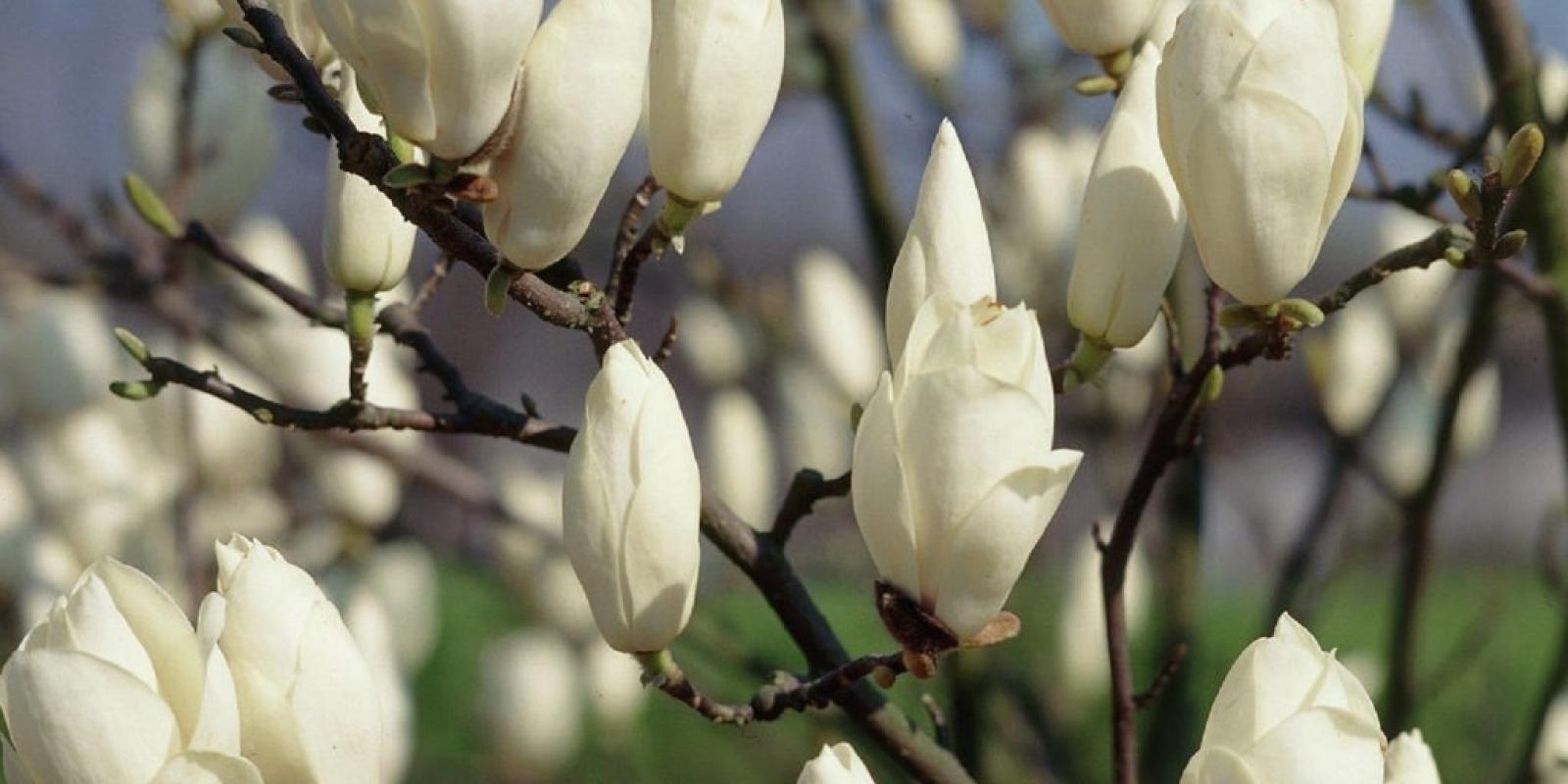 Plante : MASOALSU