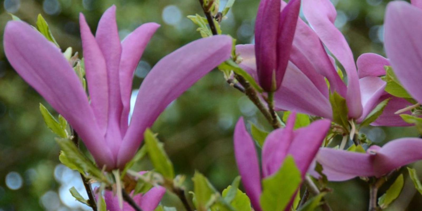Plante : MASU