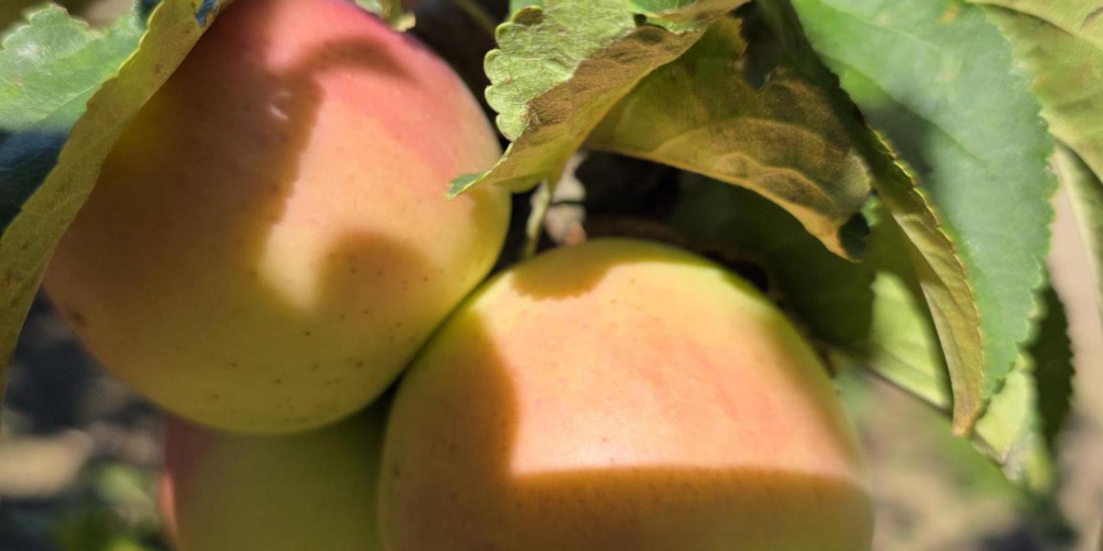 Plante : MAWIBA