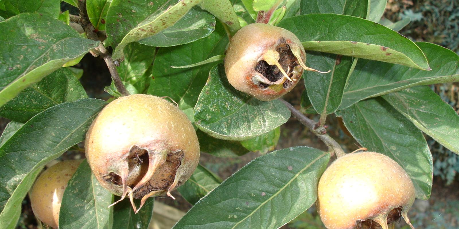 Plante : MEGE