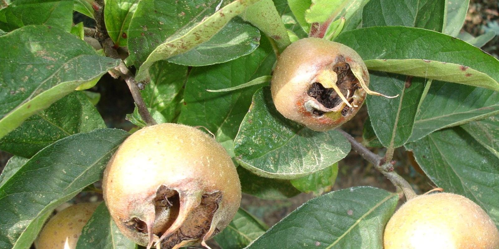 Plante : MEGEPF