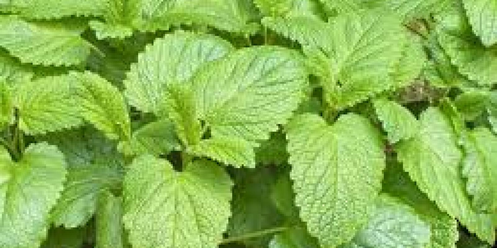 Plante : MEOF