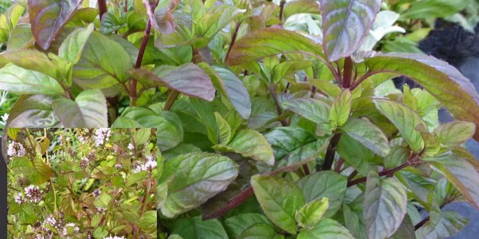 Plante : MEPICI