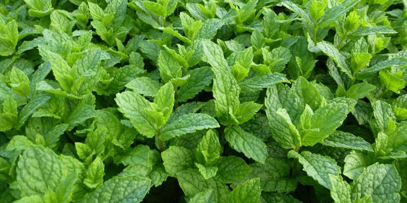 Plante : MESPMO