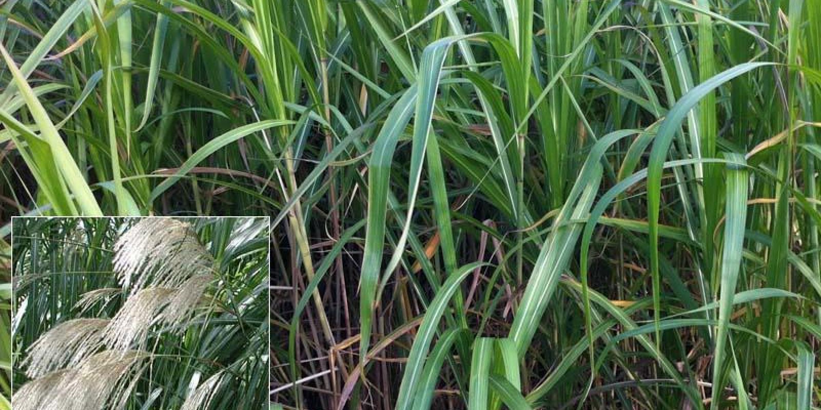Plante : MIGIP9