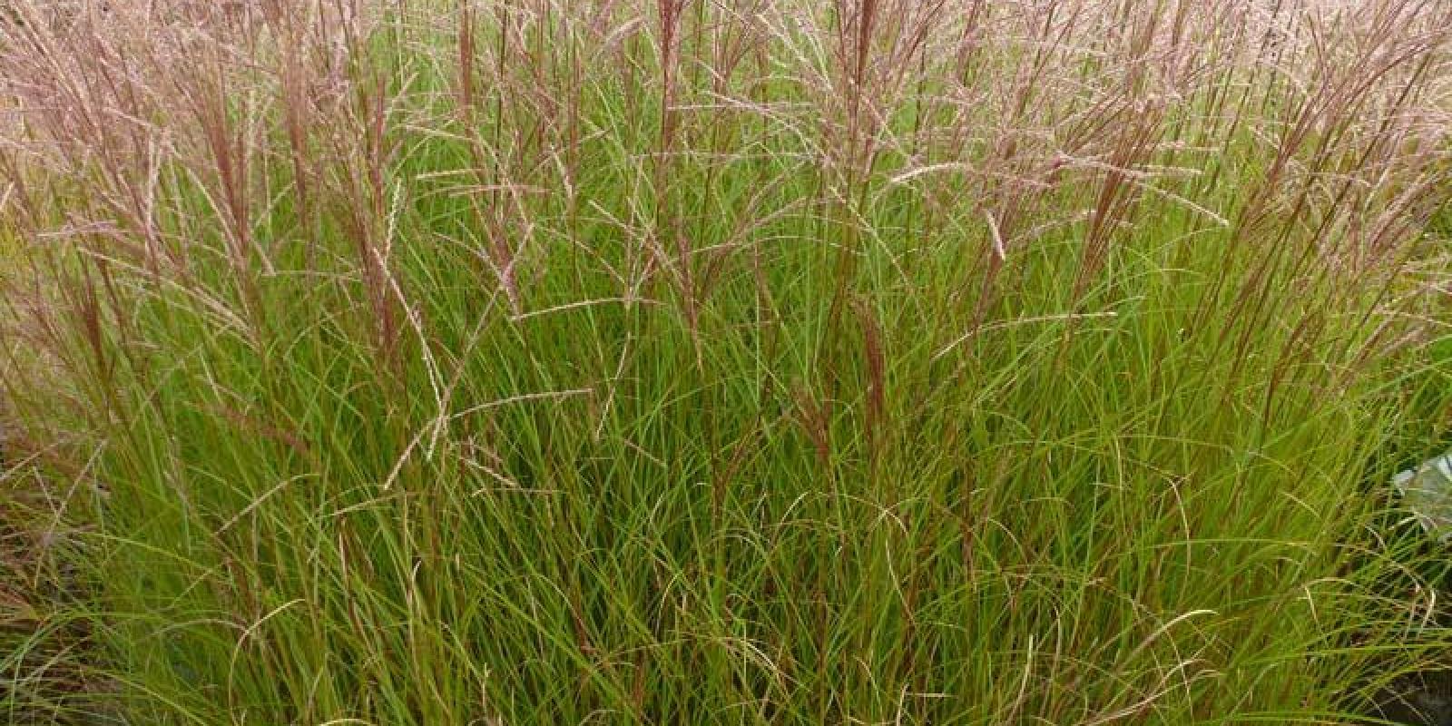 Plante : MISIAULI