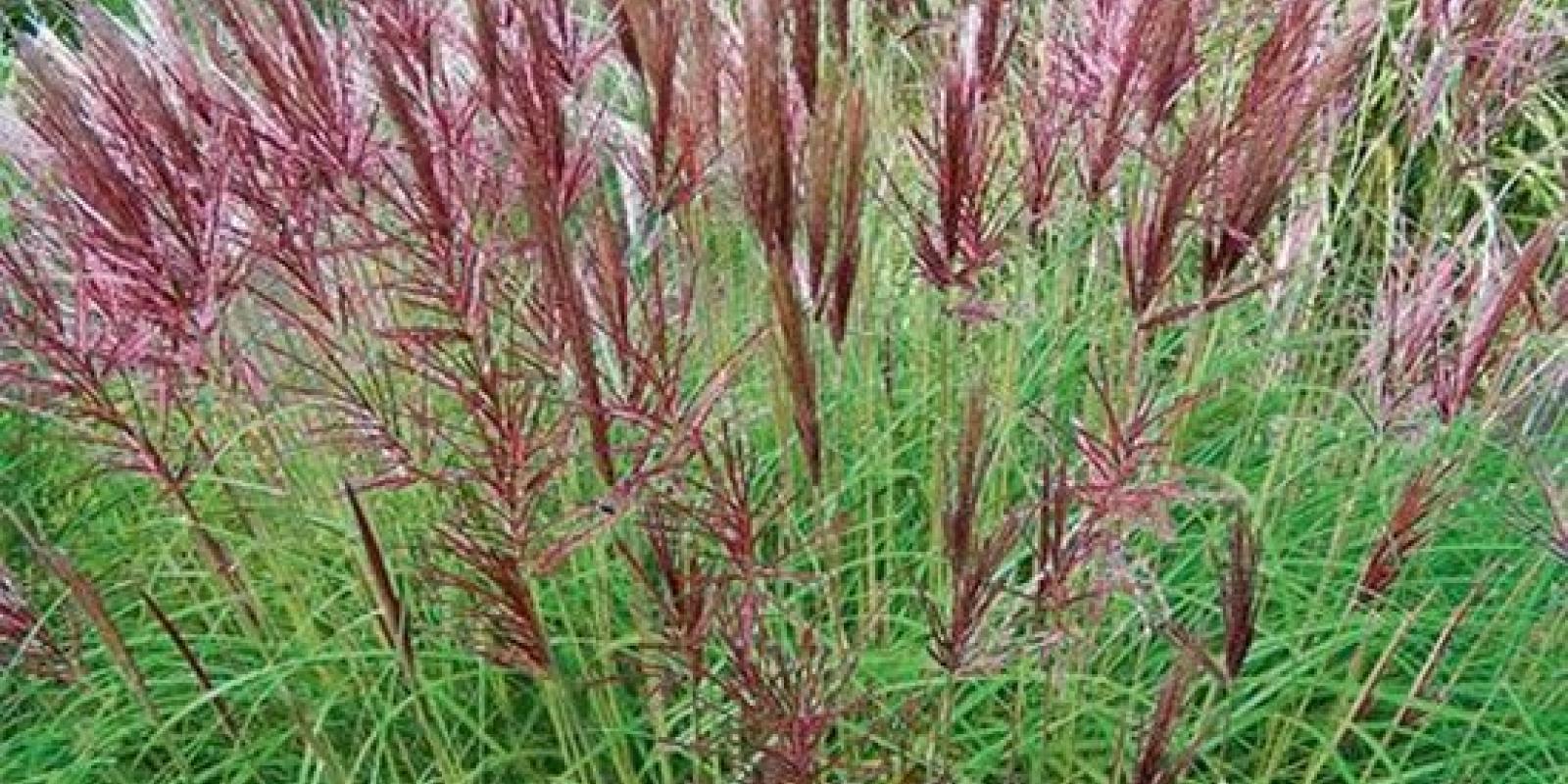 Plante : MISIGR